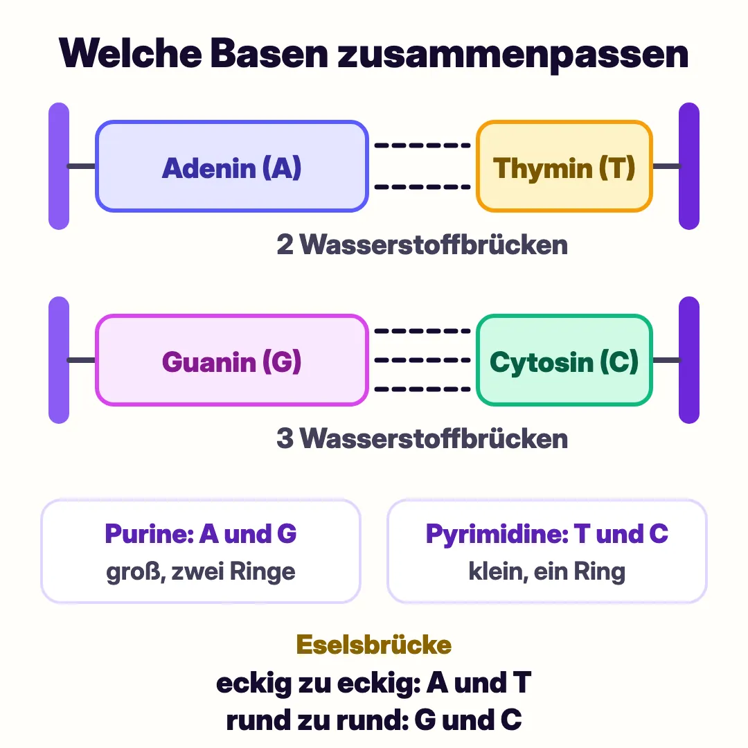 Schema der Basenpaarung: Adenin paart sich mit Thymin über zwei Wasserstoffbrücken, Guanin paart sich mit Cytosin über drei Wasserstoffbrücken. Die großen Basen A und G liegen immer einer kleinen Base T oder C gegenüber