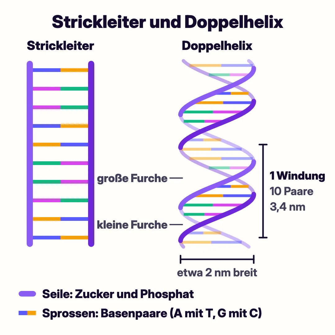 Links eine gerade Strickleiter: Die Seile sind Zucker und Phosphat, die Sprossen sind Basenpaare. Rechts dieselbe Leiter als rechtsgängige Doppelhelix mit großer und kleiner Furche, etwa 2 Nanometer breit, eine Windung mit 10 Basenpaaren und 3,4 Nanometern Höhe