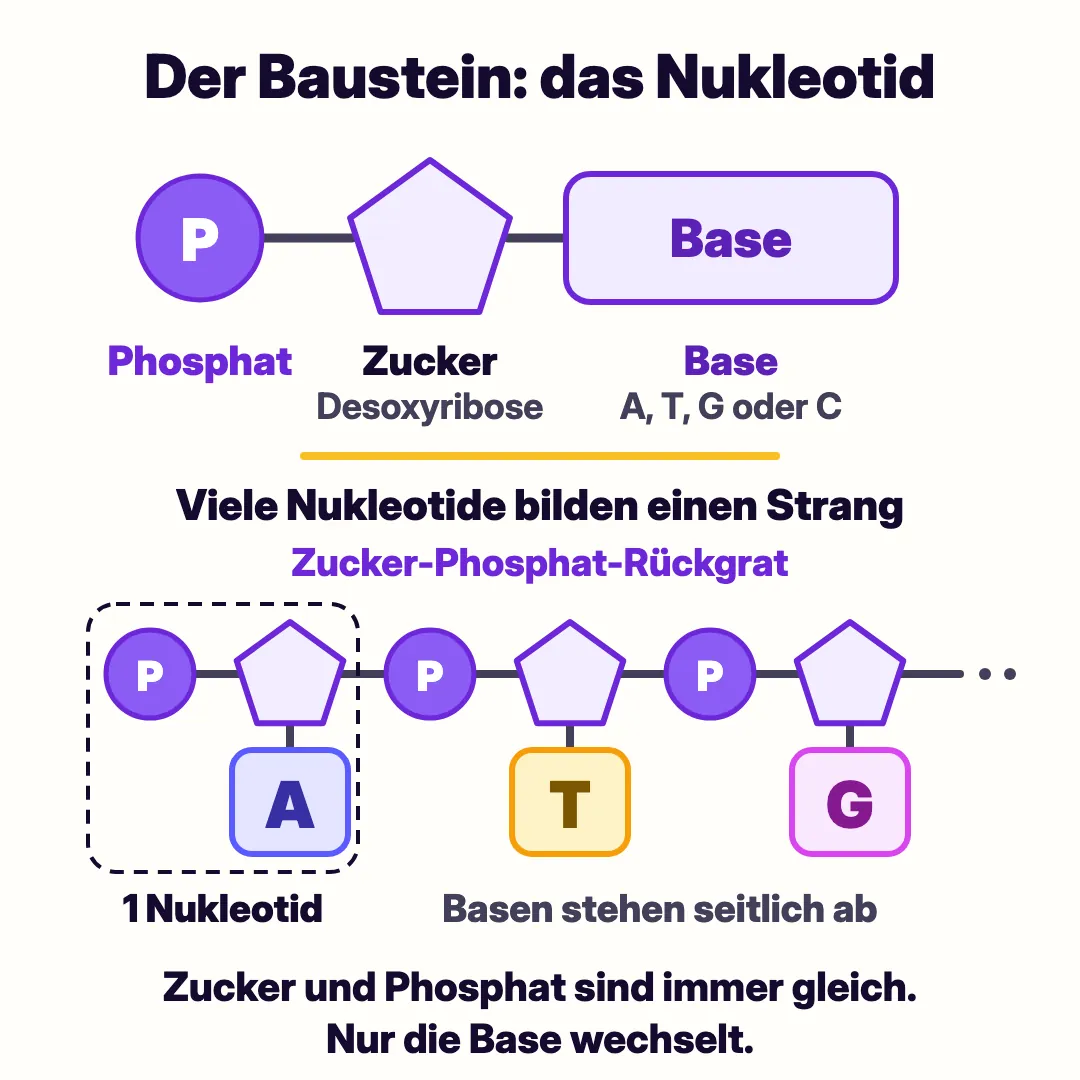 Schema eines Nukleotids aus Phosphat, dem Zucker Desoxyribose und einer Base. Daneben drei Nukleotide als DNA-Strang: Zucker und Phosphat bilden das Rückgrat, die Basen A, T und G stehen seitlich ab