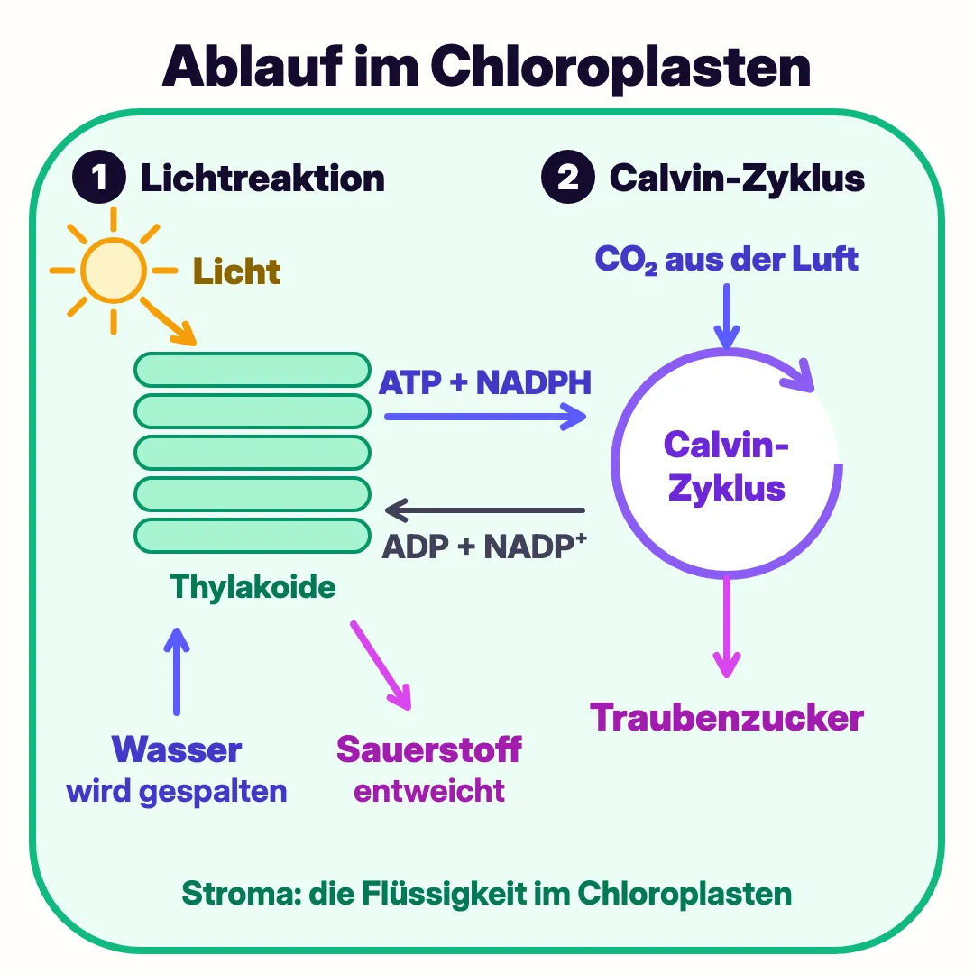Schema eines Chloroplasten: In den Thylakoiden wird mit Licht Wasser gespalten und Sauerstoff entweicht. ATP und NADPH gehen zum Calvin-Zyklus im Stroma, der aus CO₂ Traubenzucker baut. ADP und NADP⁺ gehen zurück