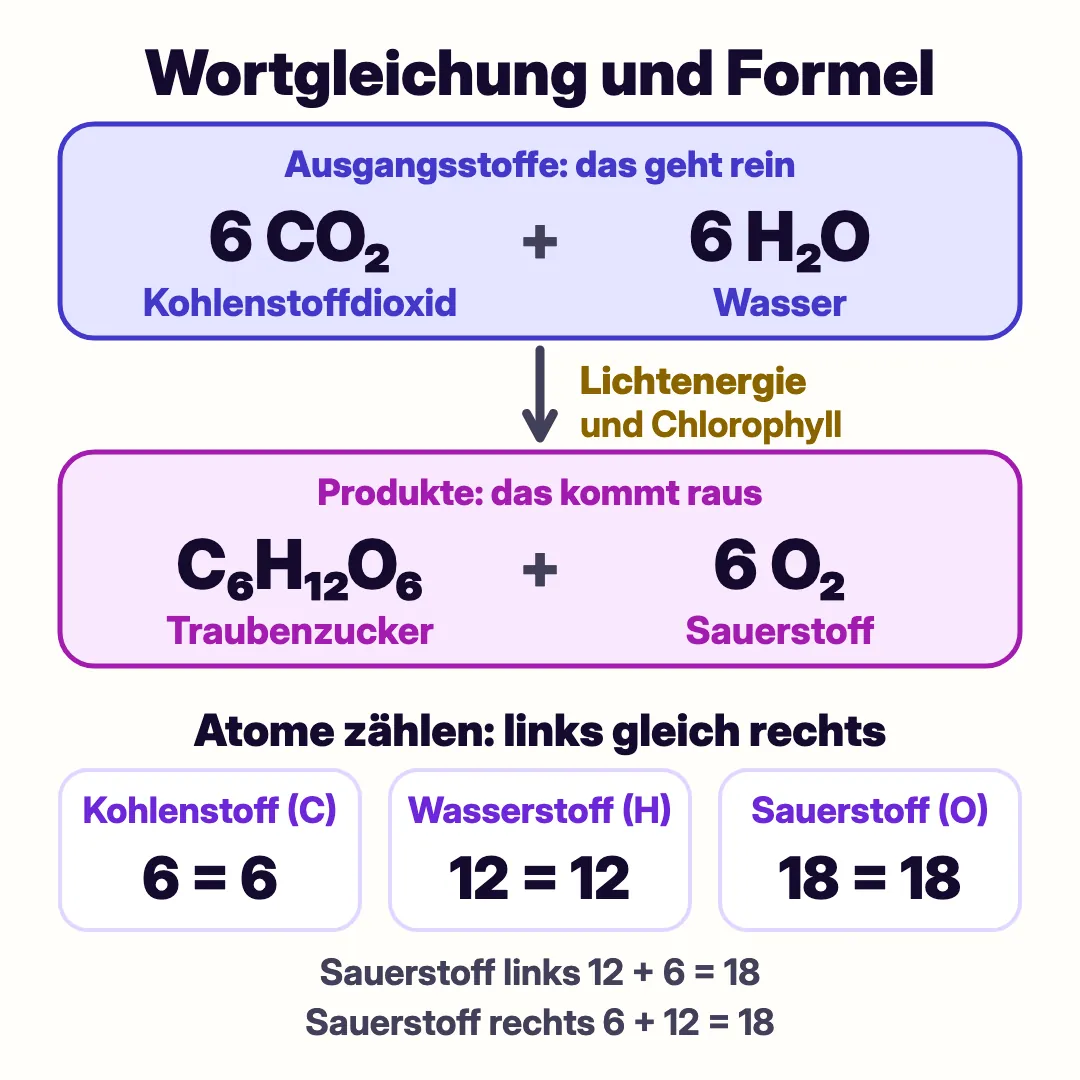 Wortgleichung und Formel der Photosynthese: 6 CO₂ und 6 H₂O werden mit Lichtenergie und Chlorophyll zu C₆H₁₂O₆ und 6 O₂. Darunter die Atome: Kohlenstoff 6 = 6, Wasserstoff 12 = 12, Sauerstoff 18 = 18