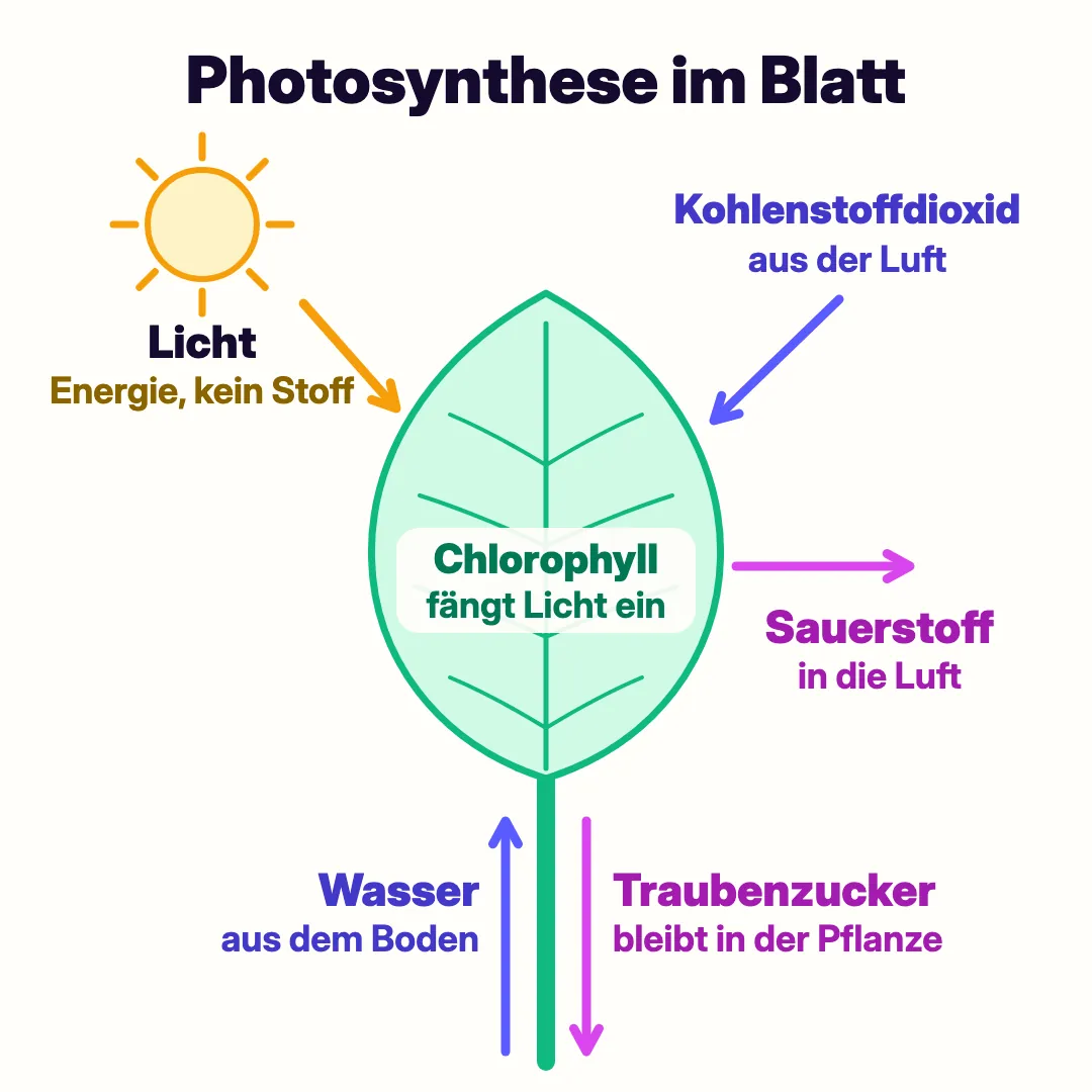 Schema eines Blatts: Licht, Kohlenstoffdioxid aus der Luft und Wasser aus dem Boden gehen hinein, Sauerstoff geht in die Luft, Traubenzucker bleibt in der Pflanze